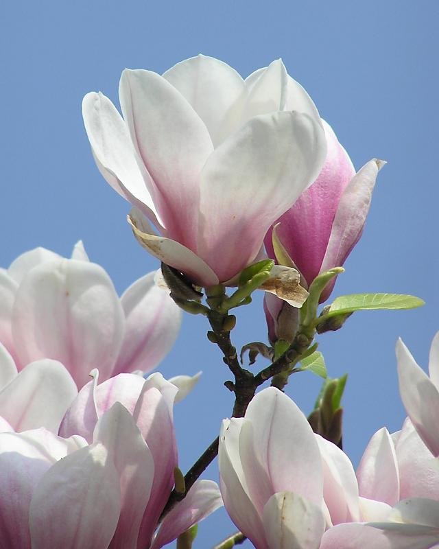 2060_4170020 Blüte einer Magnolie - Tulpenmagnolie | Fruehlingsfotos aus der Hansestadt Hamburg; Vol. 2